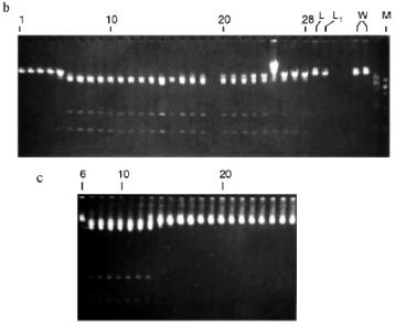 Figure 4bc