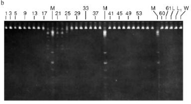 Figure 5b