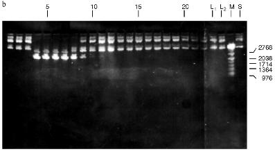 Figure 3b