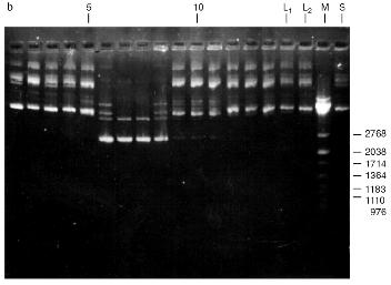 Figure 4b