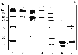 Figure 2a