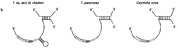 Figure 2b