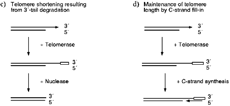 Figure 1cd