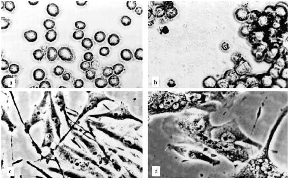 Figure 2abcd