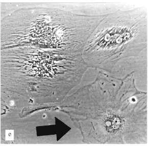 Figure 2e