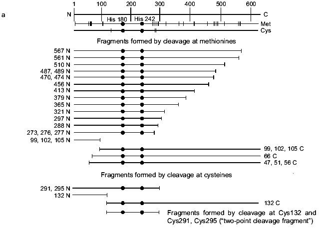 Figure 4a