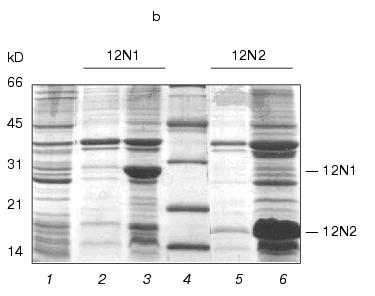 Figure 1b