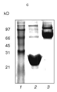 Figure 1c