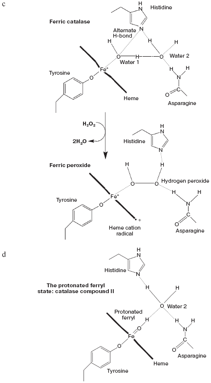 Figure 4b