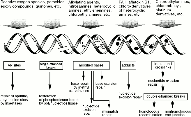 Scheme 6