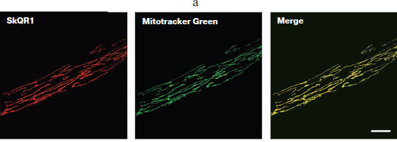 Figure 1a