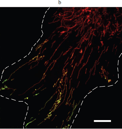 Figure 3b