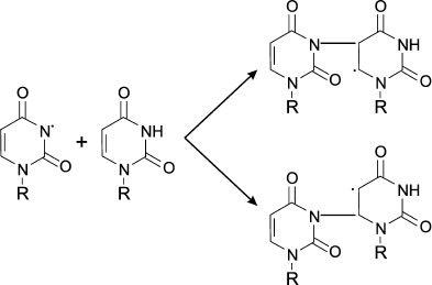 Scheme 3