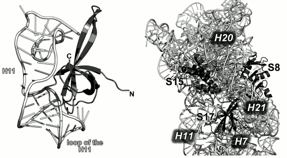 Figure 21