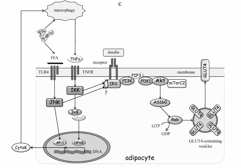 Figure 3b