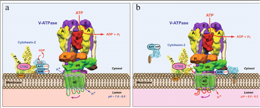 Figure 7